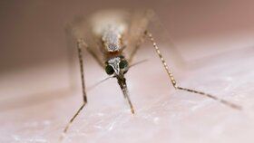Nebezpečný komár přenáší malárii, může ohrozit města a vědcům dělá vrásky na čele