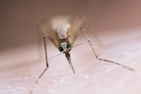 Nebezpečný komár přenáší malárii, může ohrozit města a vědcům dělá vrásky na čele