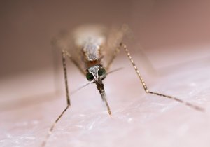 Komár Anopheles stephensi