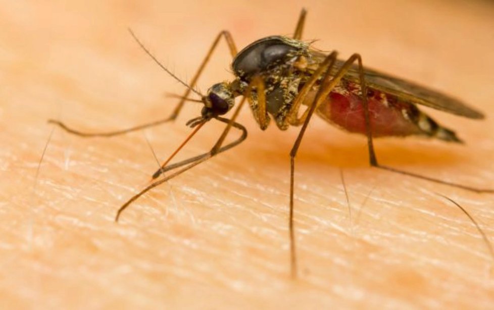 Komáři fungují jako přenašeči onemocnění. To je stejné jako klíště, které vnáší borelii.