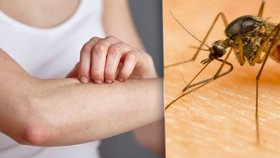 Čecha v Řecku štípl komár přenášející virus západonilské horečky