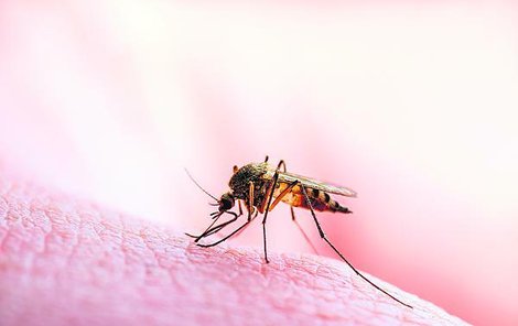 Domácí repelent pomůže proti komárům. Vůni si určíte sami.