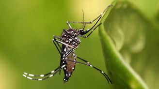 Test odhalí vir zika do tří hodin a stojí pouhý dolar