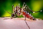 Pokud bude oteplování pokračovat stávajícím tempem, nebezpečný komár tropický se rozšíří na jih Evropy.