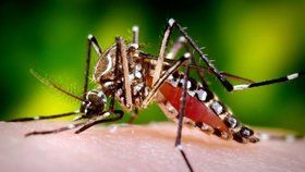 Tropičtí komáři přenášející horečku dengue míří do Evropy, varuje studie. Místy už tu jsou