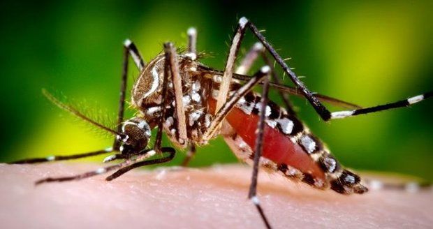 Tropičtí komáři přenášející horečku dengue míří do Evropy, varuje studie. Místy už tu jsou