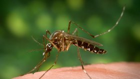 Pokud bude oteplování pokračovat stávajícím tempem, nebezpečný komár tropický se rozšíří na jih Evropy.