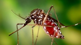 Evropa čelí nebezpečnému problému: Invaze infikovaných komárů! Šíří tropické nemoci