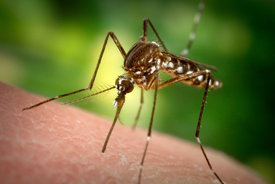 Komár tropický (ilustrační foto)