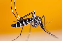 V Paříži se množí tropičtí komáři. Přenášejí smrtelné nemoci, úřady dezinfikují ulice