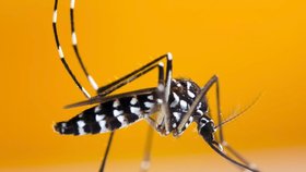 V Paříži se množí tropičtí komáři. Přenášejí smrtelné nemoci, úřady dezinfikují ulice