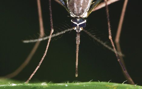 Choroba se přenáší slinami komárů.