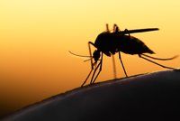Odpuzovač komárů bez chemie: Připravte si domácí repelent!