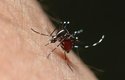 Komáři roznášejí spoustu nebezpečných nemocí