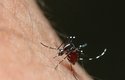 Samička komára Aedes aegypti saje lidskou krev, samečci se živí rostlinou šťávou