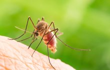 Rádce na dovolenou: Triky na komáří štípance