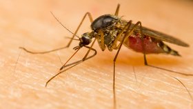 Krev sají samice komárů, chtějí tak získat vitamíny pro svá vajíčka