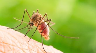 Horečka dengue už se uchytila v Severní Americe a jižní Evropě. Máme se bát?