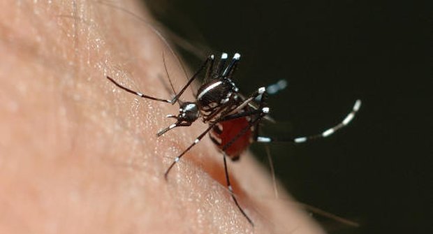 Zachrání mutovaní komáři lidské životy?