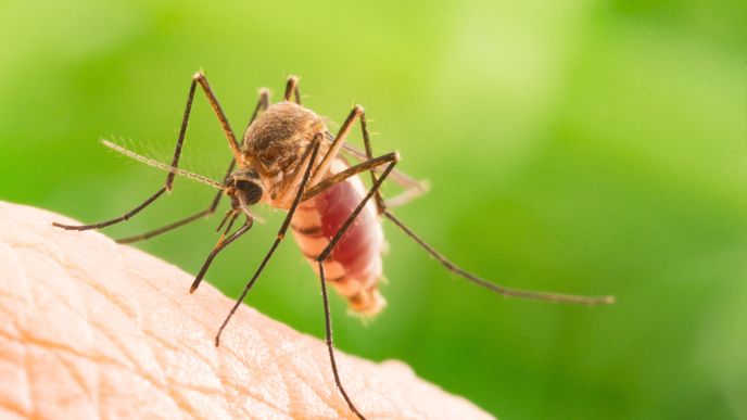 Horečka dengue už se uchytila v Severní Americe a jižní Evropě. Máme se bát? Ilustrační foto