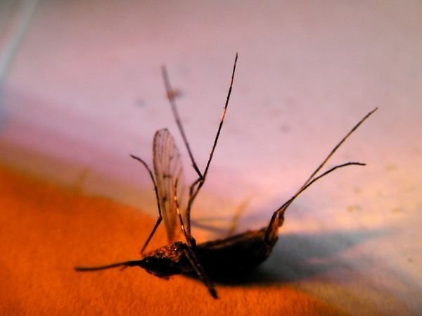 Pozor, komáři útočí! Proč vlastně bodají a proč jejich štípance svědí?