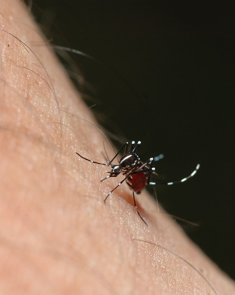 Samička komára Aedes aegypti saje lidskou krev, samečci se živí rostlinou šťávou