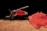 Na Česko se řítí invaze komárů! Můžou za to silné bouřky, jak se proti hmyzu chránit?