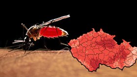 Odborníci varují před komáry