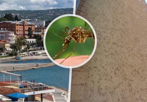 Katastrofa v dovolenkovém ráji: Chorvatsko terorizují přemnožení komáři!