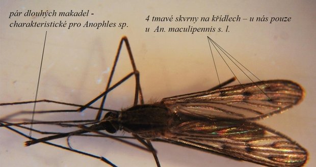 Komár čtyřskvrnný žije u nás ve čtyřech těžce rozlišitelných druzích. Není příliš hojný, ale je u nás hlavním přenašečem malárie. Rozmnožují se ve vodních nádržích s bodními rostlinami. Aktivní jsou hlavně v noci.