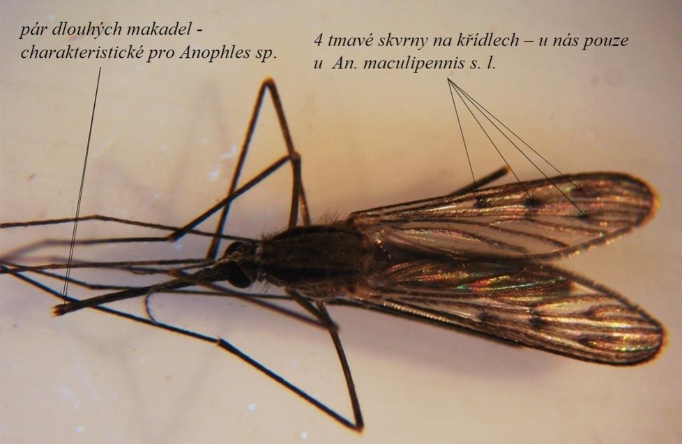 Komár čtyřskvrnný žije u nás ve čtyřech těžce rozlišitelných druzích. Není příliš hojný, ale je u nás hlavním přenašečem malárie. Rozmnožují se ve vodních nádržích s bodními rostlinami. Aktivní jsou hlavně v noci.
