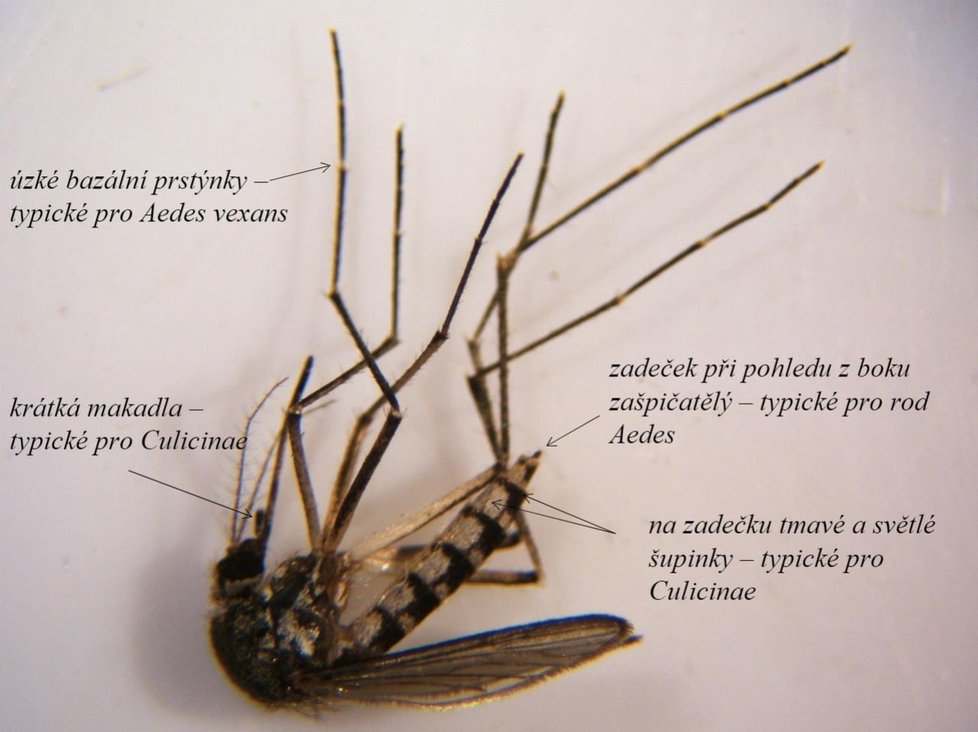 Komár skvrnitý je jeden z nejdůležitějších kalamitních druhů komárů. Středně velký druh s délkou křídel až 5 mm napadá člověka i ve dne.