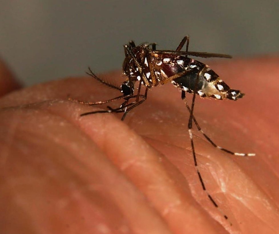 Aedes aegypti je hlavní přenašeč žluté zimnice, pochází z jiivýchodní Asie. K rozmnožení mu stačí jen malé množství vody, třeba v pohozené plechovce. K nám byl zavlečen s automobilovými plášti, kde se množí v dešťové vodě.