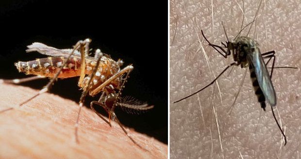 Hrozba v Česku i dovolenkových rájích: Komáry nepodceňujte, přenáší viry a parazity