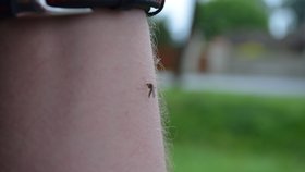 Ve Studénce se přemnožili komáři, útočí až 40 nálety za minutu (2020)