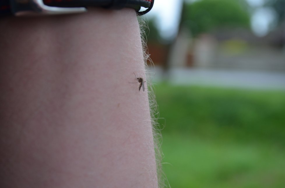 Ve Studénce se přemnožili komáři, útočí až 40 nálety za minutu