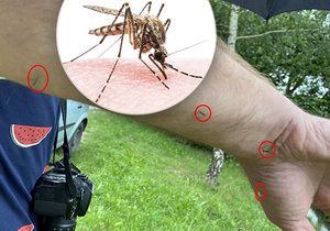 Ve Studénce se přemnožili komáři, útočí až 40 nálety za minutu.