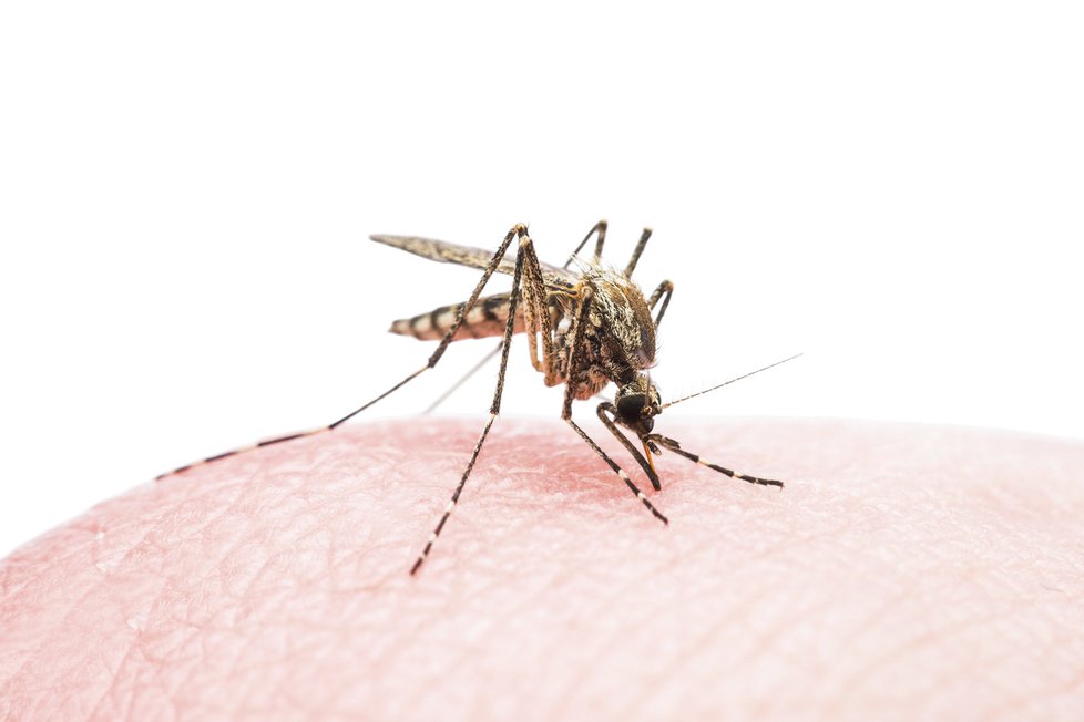 Komáři mohou přenášet encefalitidu.