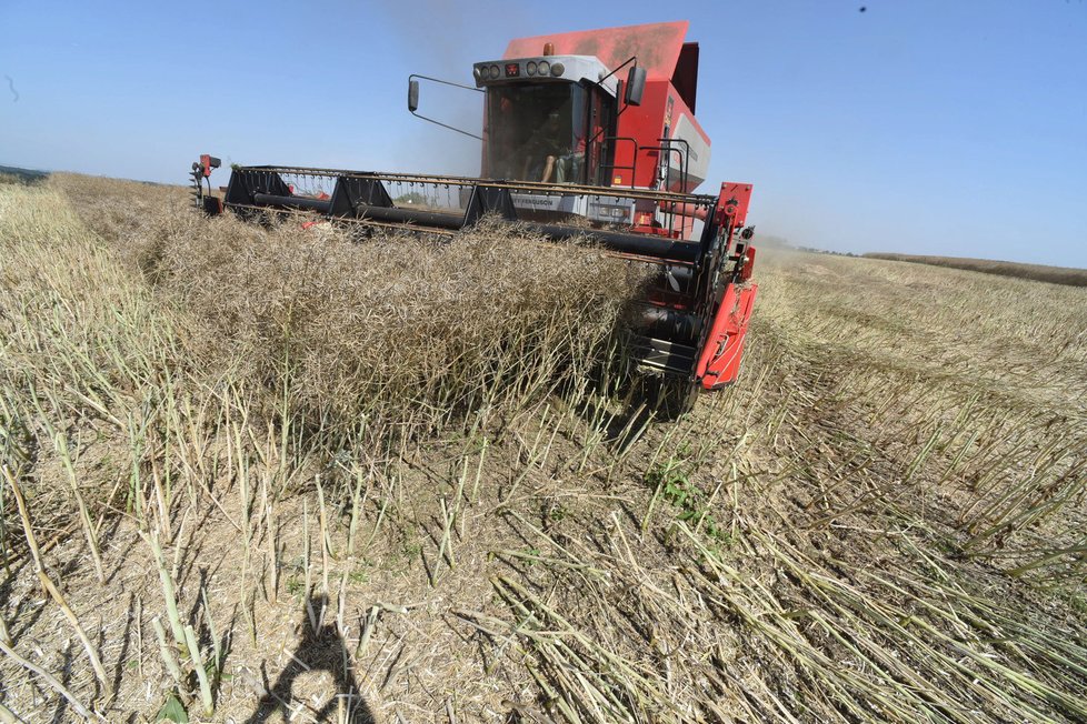 Na okraji pole se kombajn obrací do protisměru, aby se vyhnul příčným nerovnostem