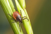 Klíšťová encefalitida. Nebezpečí, kterému lze předejít