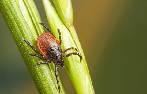 Klíšťová encefalitida. Nebezpečí, kterému lze předejít