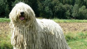 Komondor si na pastvině vybral vyvýšené místo, kde jako by nevšímavě odpočíval. Stačilo ale, aby se k hranici přiblížil vetřelec, a bylo zle!