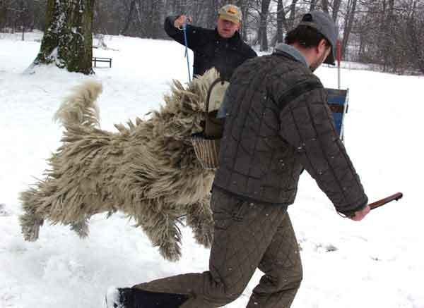 Komondor sice vypadá jako ovce, ale žádný beránek to není!