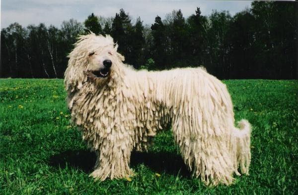 Komondor si na pastvině vybral vyvýšené místo, kde jako by nevšímavě odpočíval. Stačilo ale, aby se k hranici přiblížil vetřelec, a bylo zle!