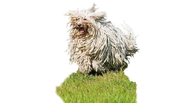 KOMONDOR