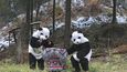 Ošetřovatelé v pandích oblecích vypouštějí malou pandu do přírody
