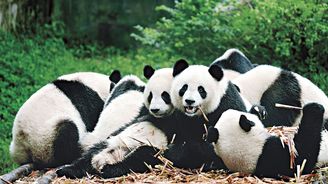 Triumf populárního medvídka aneb Čínské úspěchy pandí diplomacie