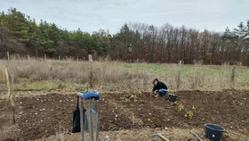 Pěstování vlastní zeleniny v Praze: Na dvou hektarech si můžete pronajmout kus pole