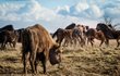 30 kilometrů od východního okraje Prahy narazíte na přírodu, která se podobá té v Africe.