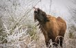 Když v Milovicích mrzne, zkoušejí bizoni jazykem jinovatku. Ještě že ty větve nejsou železné...